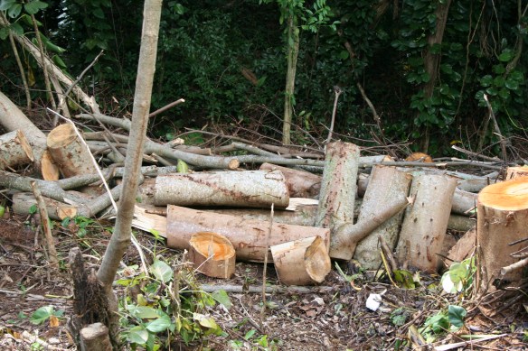 Creating a Better View